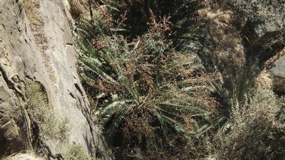 Encephalartos altensteinii, photographed by Shaun Swanepoel