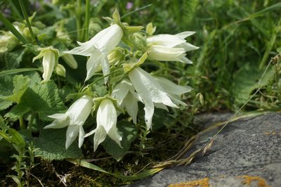 Campanula alliariifolia, photographed by Sam J. Thomas