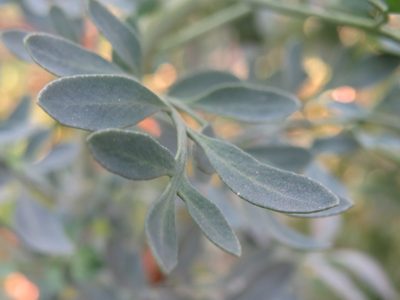 Ruta graveolens, photographed by Diogo Luiz
