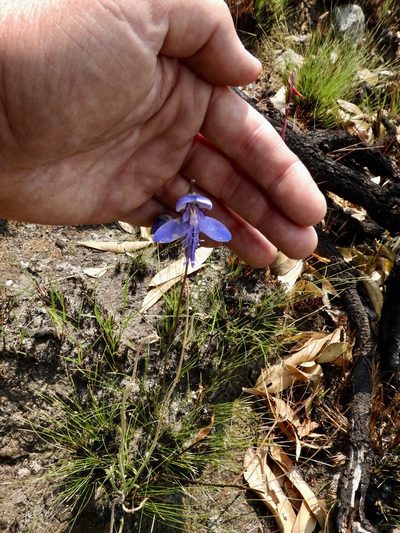 Disa baurii, photographed by desertnaturalist