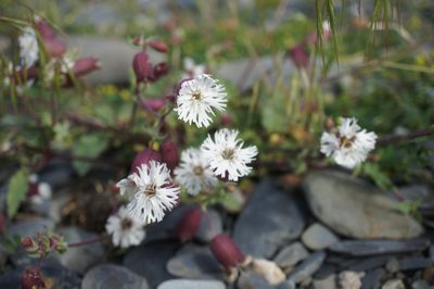Silene lacera, photographed by Sam J. Thomas