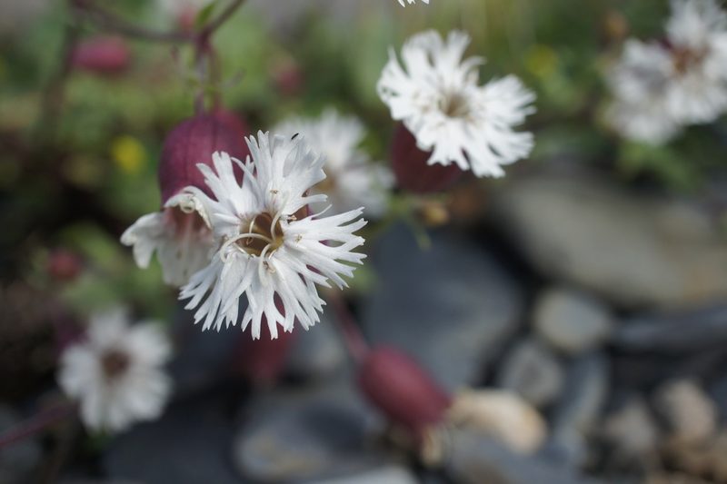 Silene lacera, photographed by Sam J. Thomas
