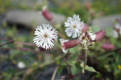 Silene lacera, photographed by Sam J. Thomas