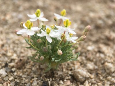 Canbya candida, photographed by Matt Berger