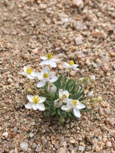 Canbya candida, photographed by Matt Berger
