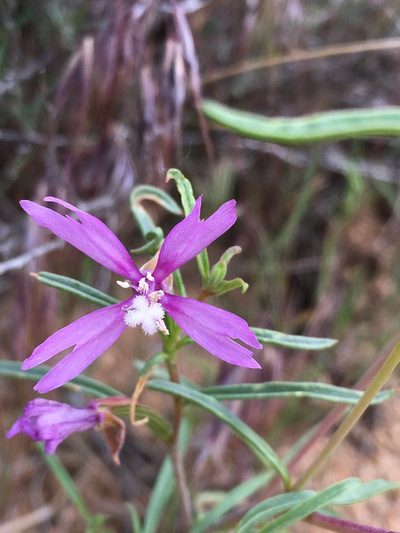 Clarkia xantiana, photographed by Matt Berger