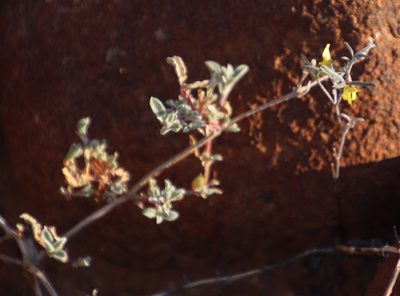 Lotononis falcata, photographed by Tony Rebelo