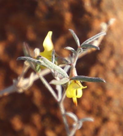 Lotononis falcata, photographed by Tony Rebelo