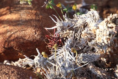Euphorbia multiceps, photographed by Tony Rebelo