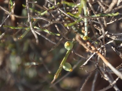 Lacomucinaea lineata, photographed by Tony Rebelo