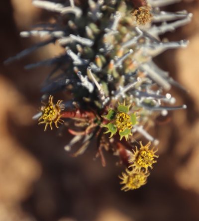 Euphorbia multiceps, photographed by Tony Rebelo
