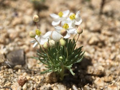 Canbya candida, photographed by Matt Berger