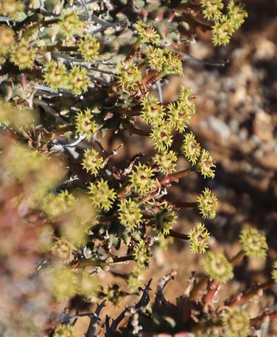 Euphorbia multiceps, photographed by Tony Rebelo
