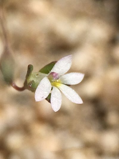 Nemacladus sigmoideus, photographed by Matt Berger