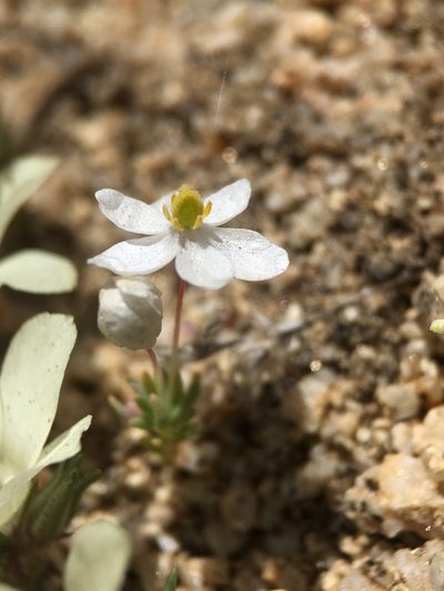Canbya candida, photographed by Matt Berger