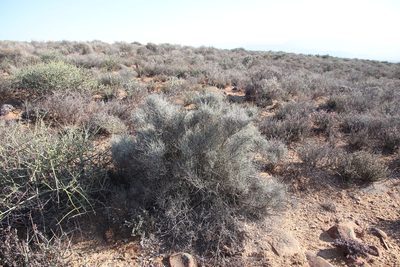 Lacomucinaea lineata, photographed by Tony Rebelo