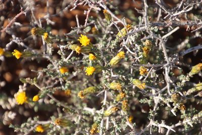Pteronia glomerata, photographed by Tony Rebelo