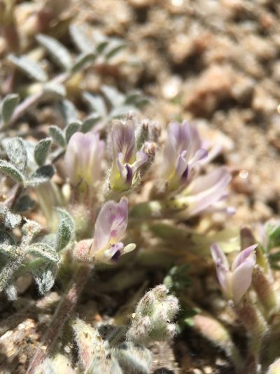 Astragalus subvestitus, photographed by Matt Berger