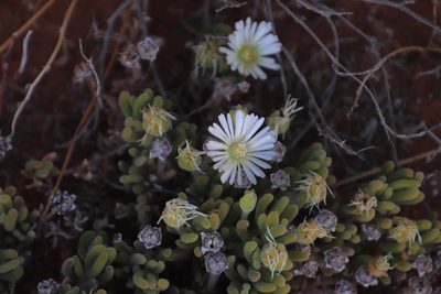 Drosanthemum eburneum, photographed by Tony Rebelo