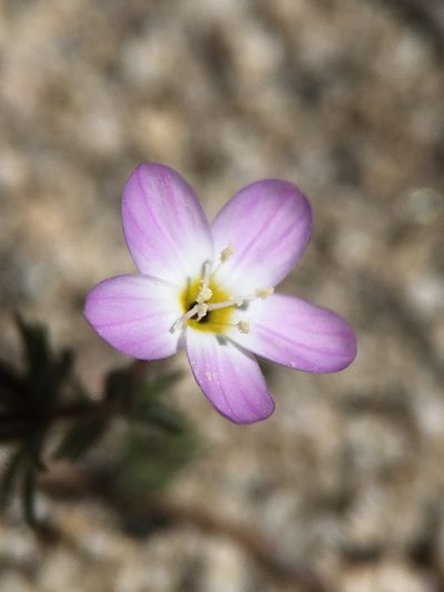 Leptosiphon nudatus, photographed by Matt Berger
