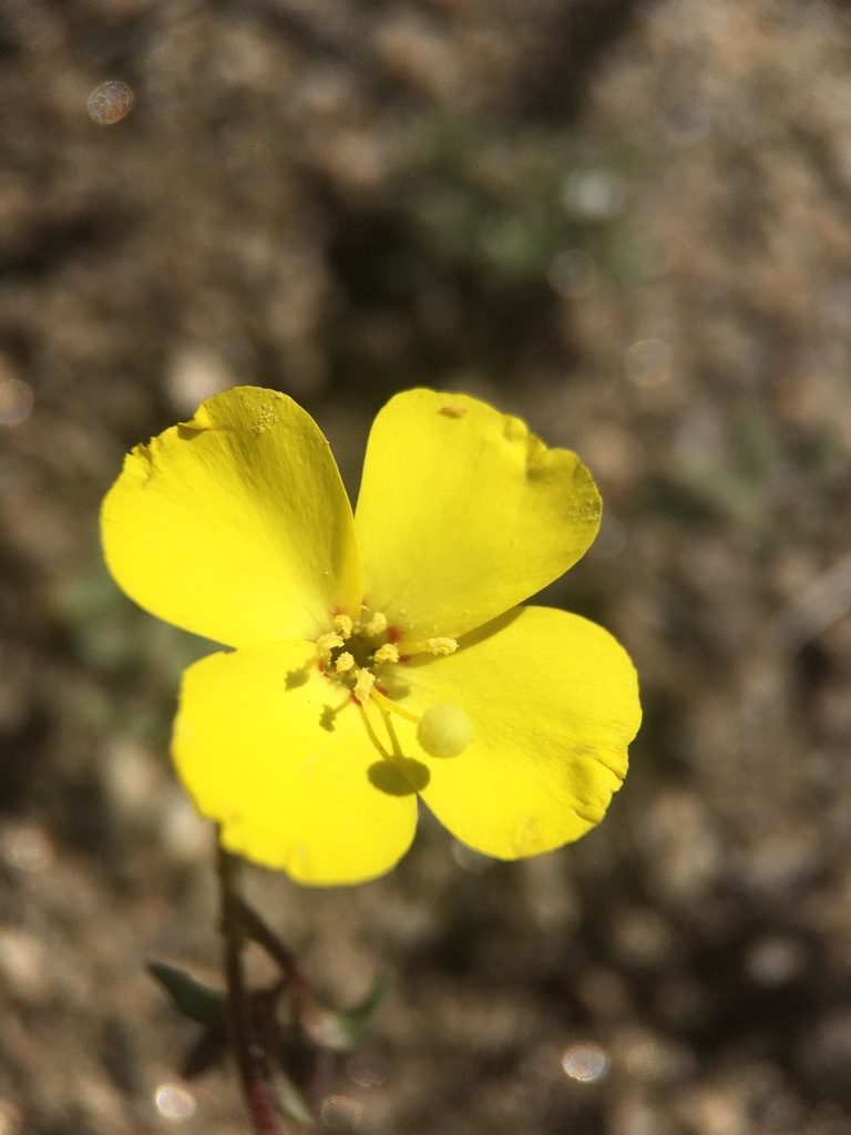 Camissonia kernensis, photographed by Matt Berger