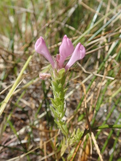 Orthocarpus bracteosus, photographed by Nolan Exe