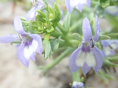Downingia elegans, photographed by Nolan Exe