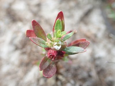 Rotala ramosior, photographed by Nolan Exe