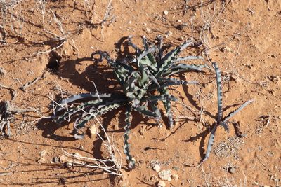 Ornithoglossum undulatum, photographed by Tony Rebelo