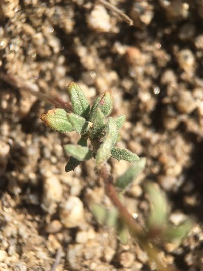 Camissonia kernensis, photographed by Matt Berger