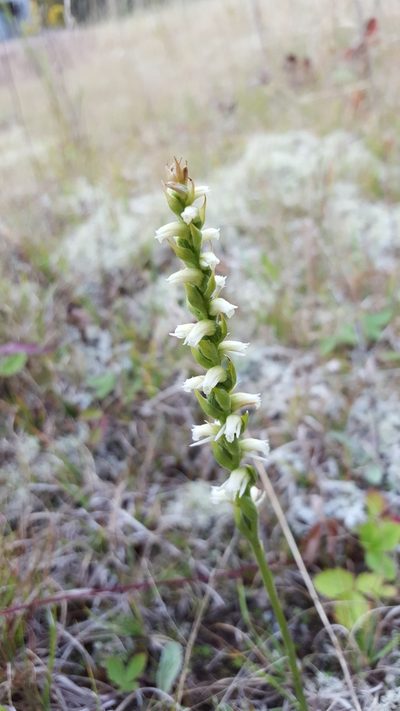 Spiranthes casei, photographed by Norma Malinowski