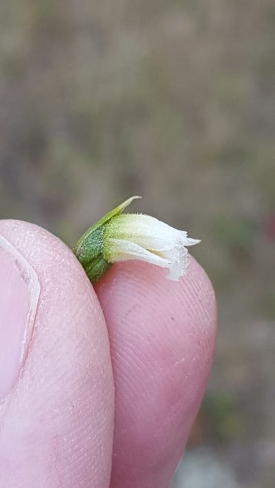 Spiranthes casei, photographed by Norma Malinowski
