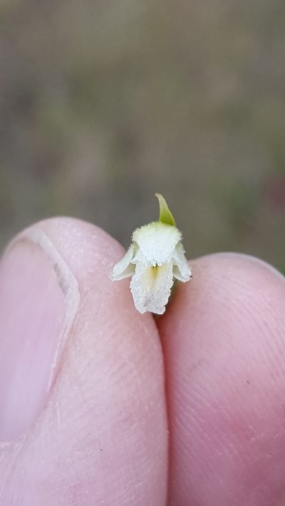 Spiranthes casei, photographed by Norma Malinowski