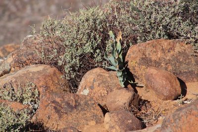 Boophone haemanthoides, photographed by Tony Rebelo