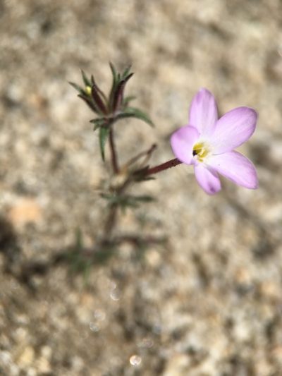 Leptosiphon nudatus, photographed by Matt Berger