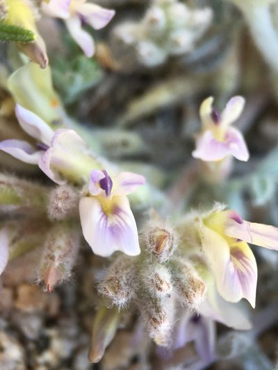 Astragalus subvestitus, photographed by Matt Berger