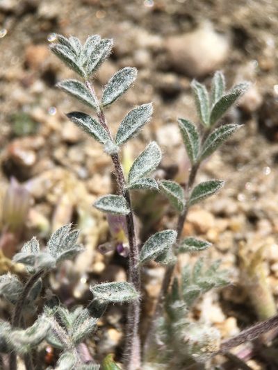 Astragalus subvestitus, photographed by Matt Berger