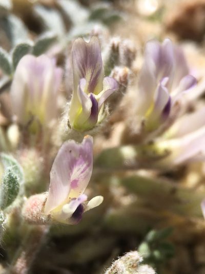 Astragalus subvestitus, photographed by Matt Berger