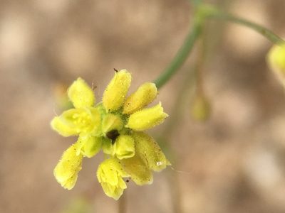 Eriogonum pusillum, photographed by Matt Berger