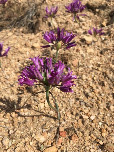 Allium carinatum, photographed by Matt Berger