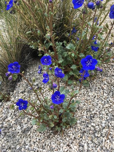 Phacelia nashiana, photographed by Matt Berger