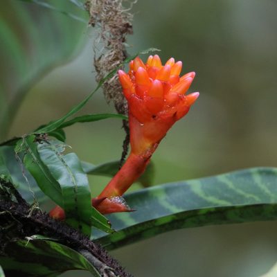 Guzmania musaica, photographed by Aitor