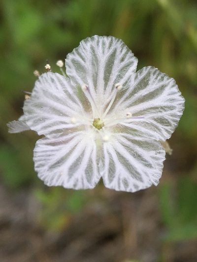 Phacelia exilis, photographed by Matt Berger