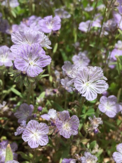 Phacelia exilis, photographed by Matt Berger