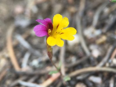 Erythranthe barbata, photographed by Matt Berger