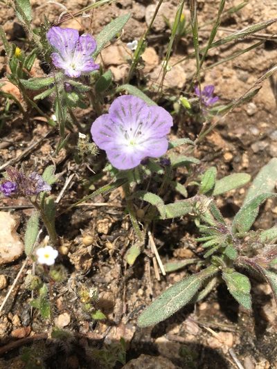 Phacelia exilis, photographed by Matt Berger
