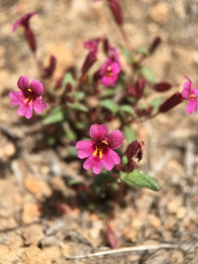 Erythranthe androsacea, photographed by Matt Berger