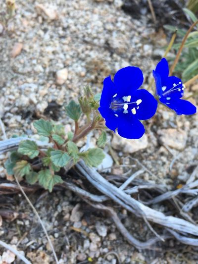 Phacelia nashiana, photographed by Matt Berger