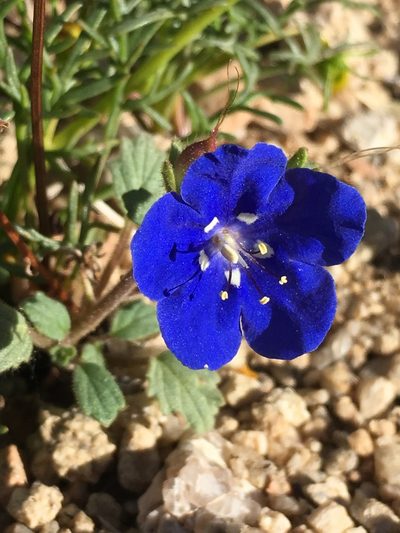 Phacelia nashiana, photographed by Matt Berger