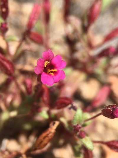 Erythranthe androsacea, photographed by Matt Berger